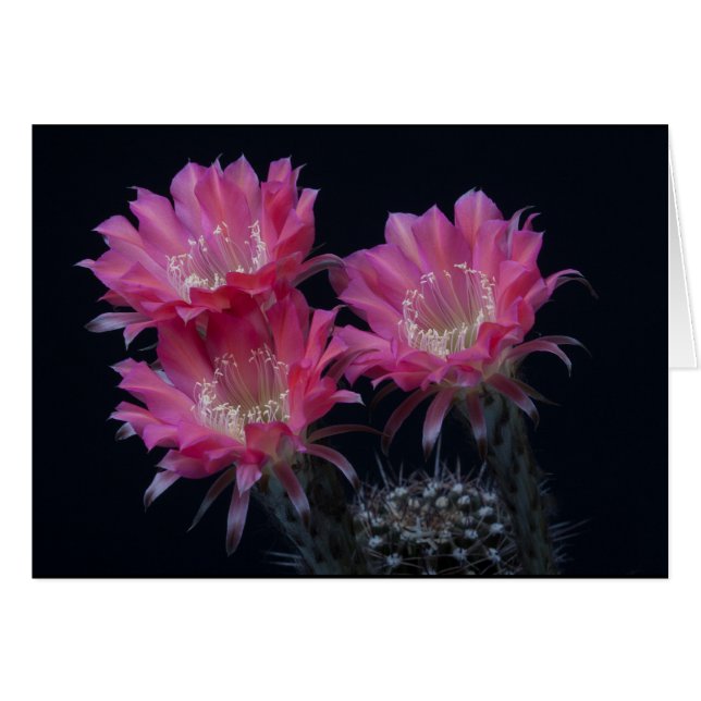 Watermelon Cactus Surprise (Anverso (Horizontal))