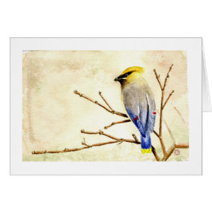 Waxwing de cedro