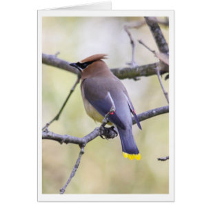 Waxwing de cedro