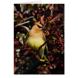 Waxwing de cedro