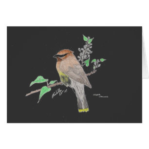 Waxwing de cedro