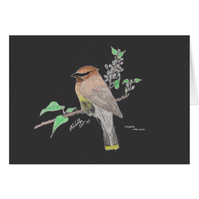 Waxwing de cedro (Anverso (Horizontal))