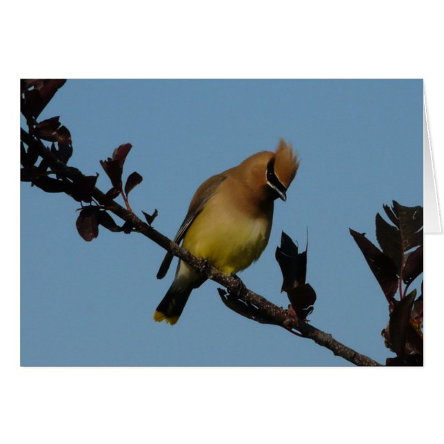 Waxwing de cedro 2 (Anverso (Horizontal))