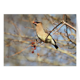 Waxwing de cedro que come bayas