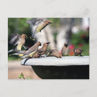 Waxwings de cedro en la postal del baño del pájaro