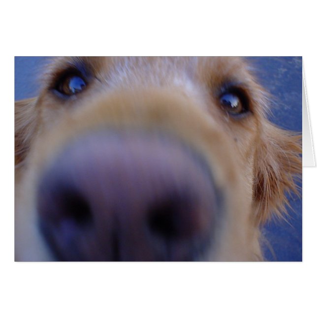 ¿Wazzup? (Anverso (Horizontal))