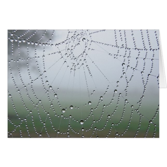 Web de araña del rocío de la mañana (Anverso (Horizontal))