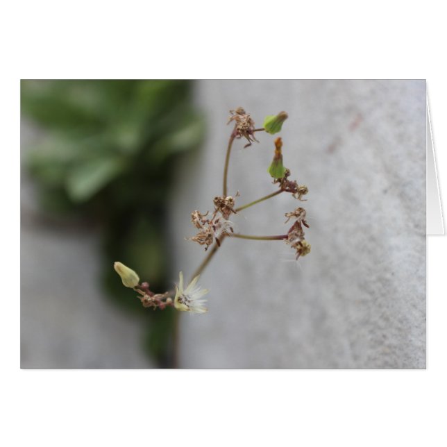 Weed Wish de verano (Anverso (Horizontal))