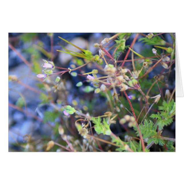 Weeds (Anverso (Horizontal))