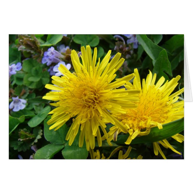 Weeds de bonito (Anverso (Horizontal))