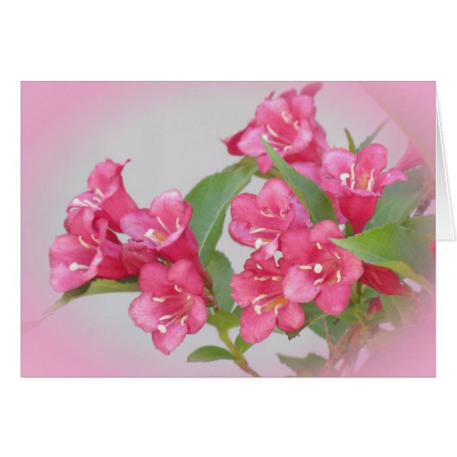 Weigela Blooms (Anverso (Horizontal))