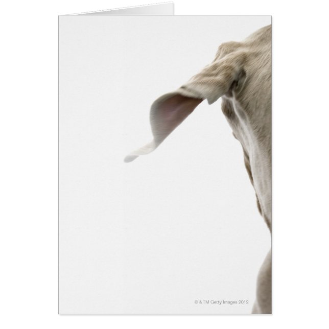 Weimaraner 2 (Frente)