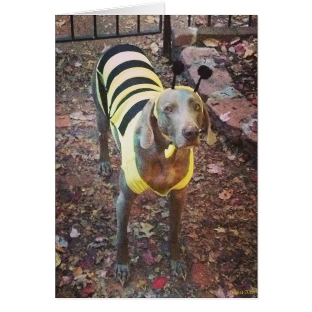 Weimaraner Bumblebee (Frente)
