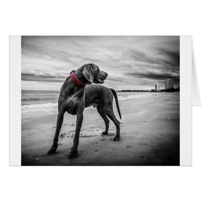 Weimaraner Dog (Anverso (Horizontal))
