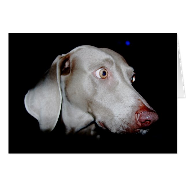 Weimaraner - El fantasma gris (Anverso (Horizontal))