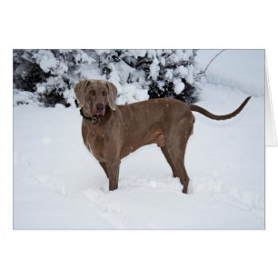 Weimaraner En Invierno