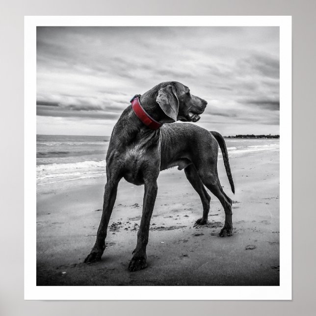 Weimaraner en la impresión de playa (Frente)