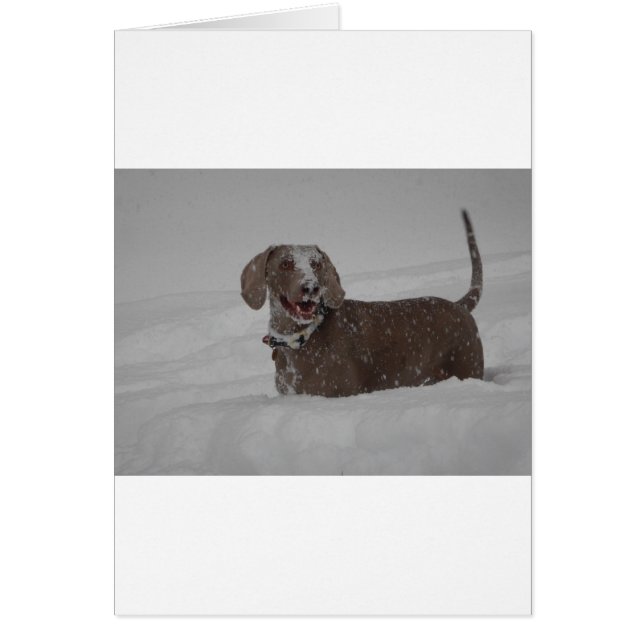 Weimaraner en la nieve profunda (Frente)