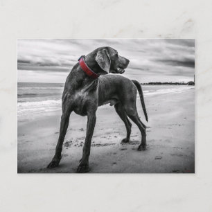 Weimaraner en la postal de playa