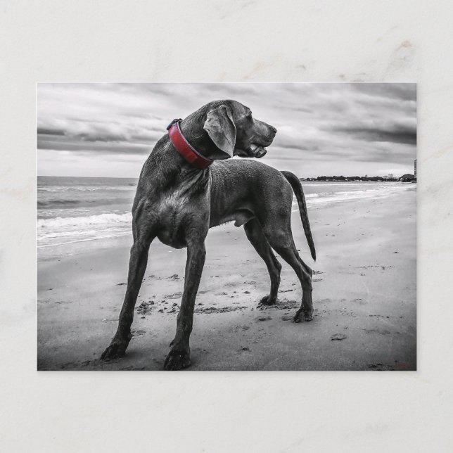 Weimaraner en la postal de playa (Anverso)