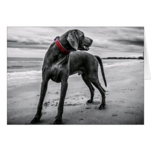 Weimaraner en la tarjeta Beach Blank