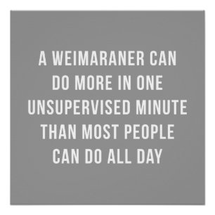Weimaraner en un poster perfecto minucioso