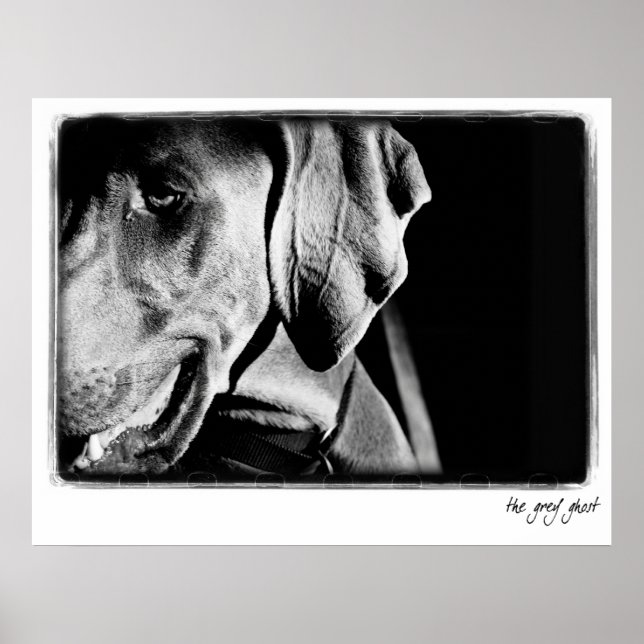 Weimaraner Nation : Impresión "El fantasma gris" (Frente)