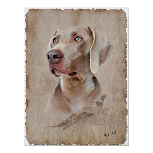 Weimaraner Poster (Anverso)