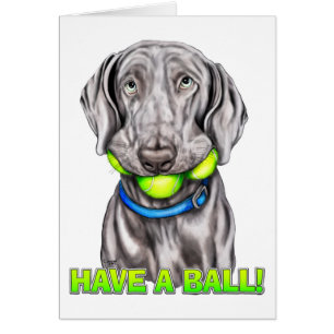 Weimaraner tiene pelota