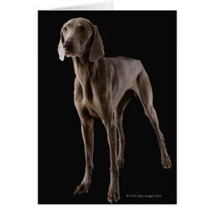 Weimaraner, toma de estudio
