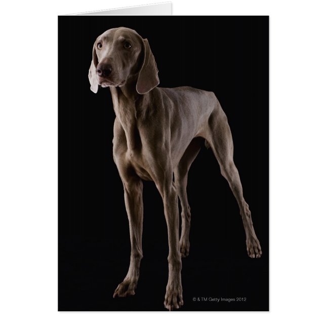Weimaraner, toma de estudio (Frente)