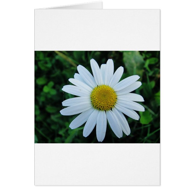 Weisse Margerite (Frente)