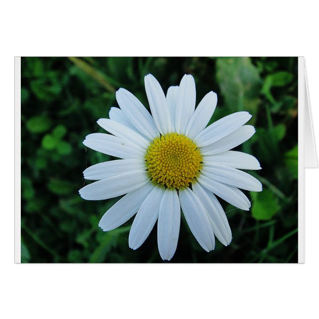 Weisse Margerite (Anverso (Horizontal))