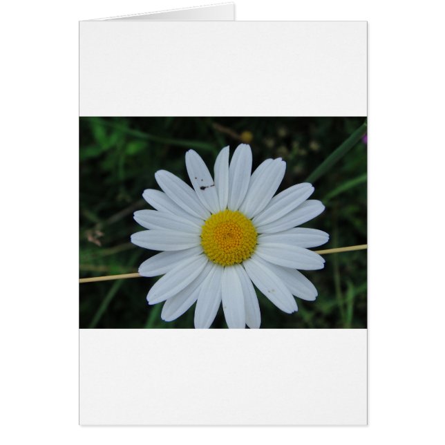 Weisse Margerite auf Stäbchen (Frente)