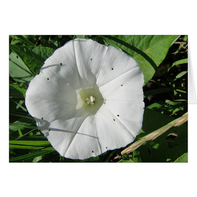 Weisse Windenblüte, Grusskarte, blanko (Anverso (Horizontal))