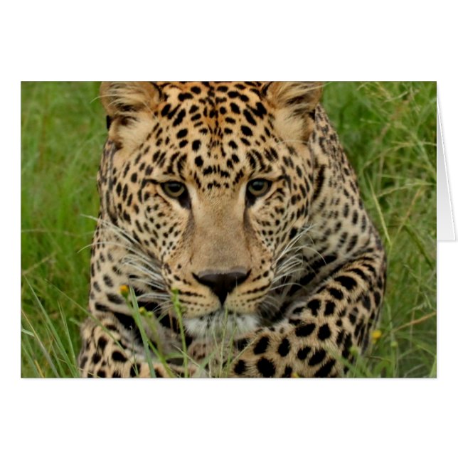 WELCOME LEOPARD (Anverso (Horizontal))