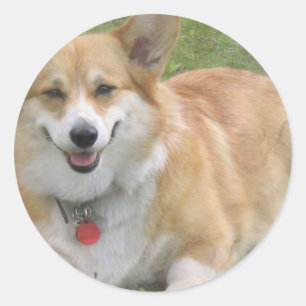 Welsh Corgi Pegatina