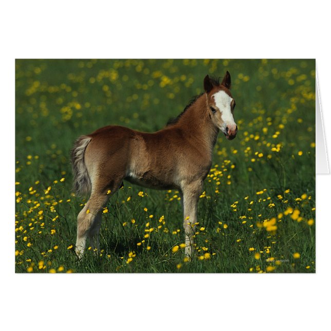 Welsh Foal (Anverso (Horizontal))