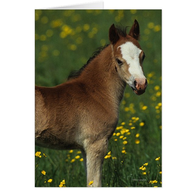 Welsh Foal (Frente)