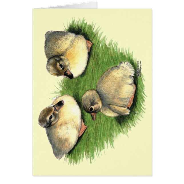 Welsh Harlequin Ducklings (Frente)