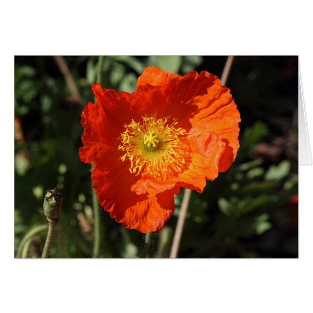 Welsh Poppy (Naranja) (Anverso (Horizontal))