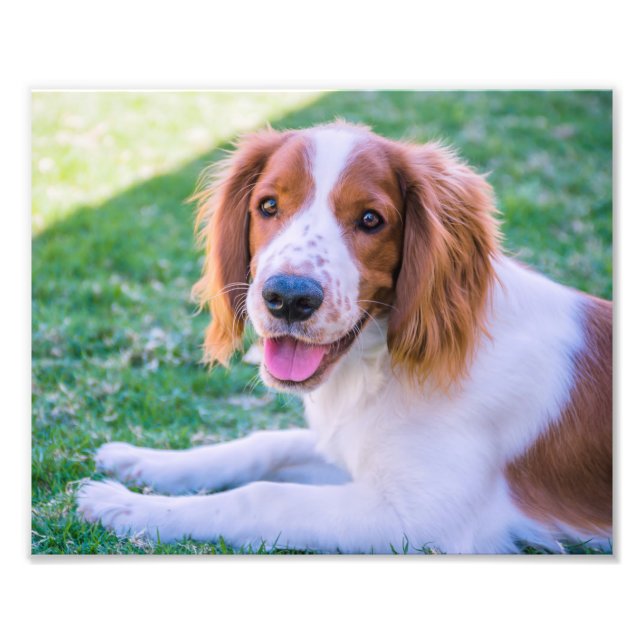 Welsh Springer Spaniel | Impresión fotográfica (Frente)