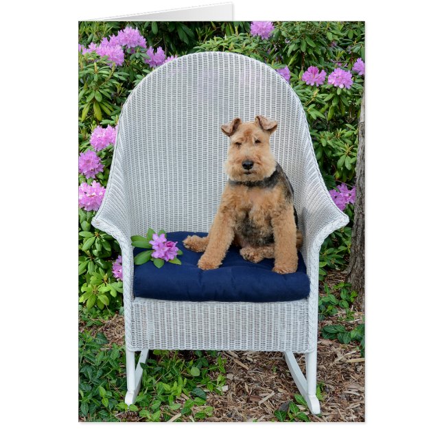 Welsh Terrier en silla de mimbre (Frente)