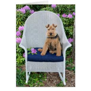 Welsh Terrier en silla de mimbre