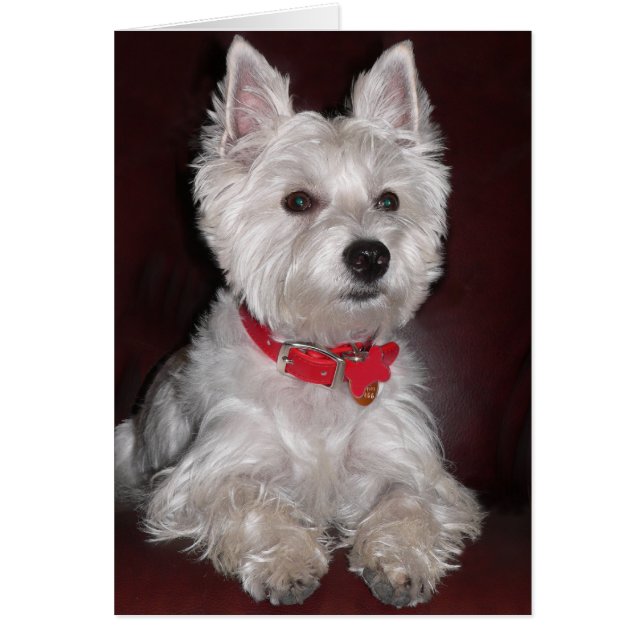 West Highland Terrier (Frente)