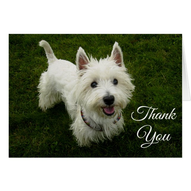 West Highland Terrier Puppy Dog Blank Tarjeta de b (Anverso (Horizontal))