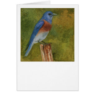 Western Bluebird