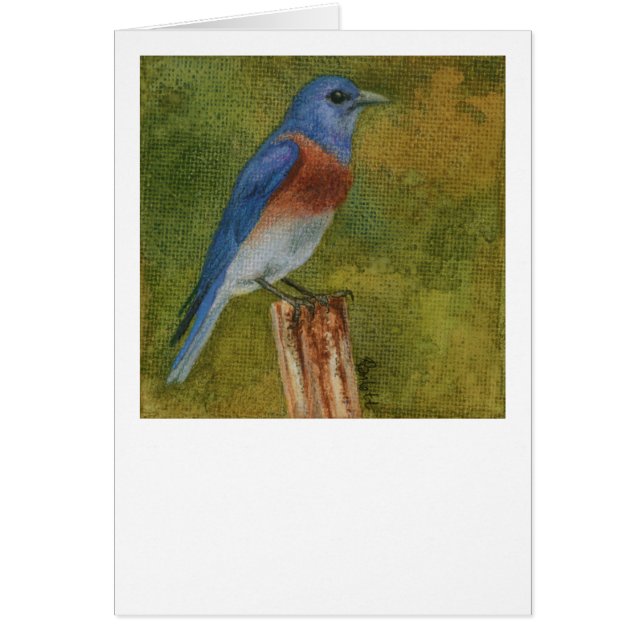 Western Bluebird (Frente)
