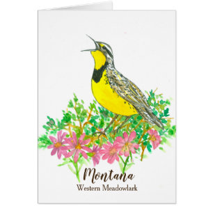 Western Meadowlark Bitterroot Montana Hello