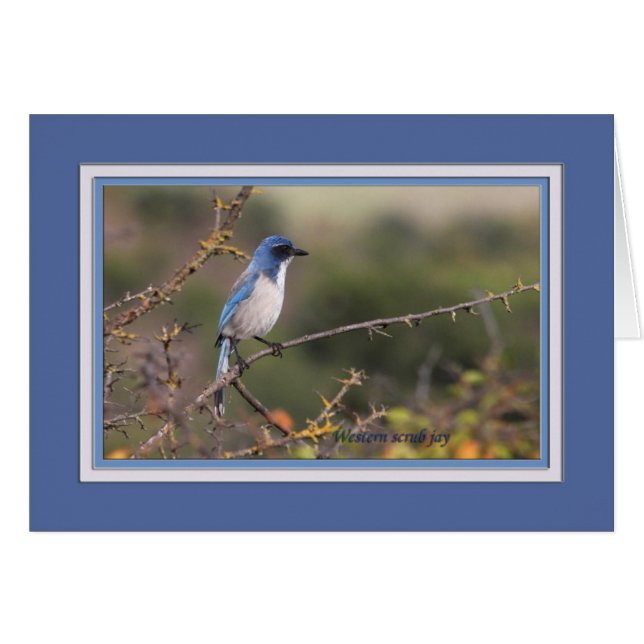 Western_scrub_jay_1613 (Anverso (Horizontal))